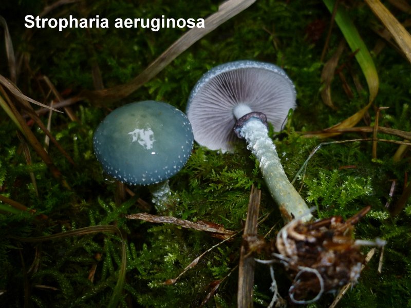 Stropharia aeruginosa-amf1799.jpg - Stropharia aeruginosa ; Syn: Psilocybe aeruginosa ; Nom français: Strophaire vert de gris